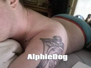 Alphie_Dog