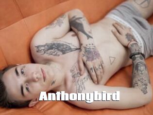 Anthonybird
