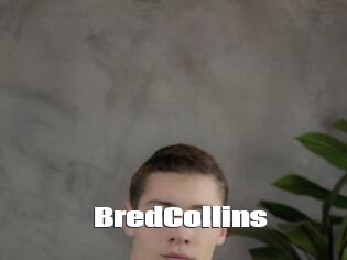 BredCollins