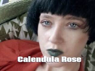 Calendula_Rose