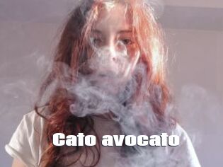 Cato_avocato