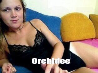 Orchidee