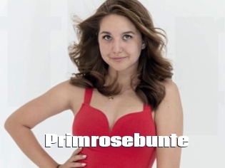 Primrosebunte