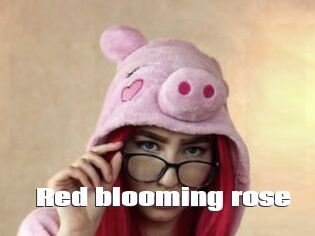Red_blooming_rose