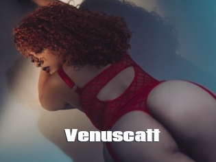 Venuscatt